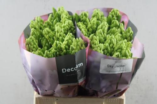 Hyacinthus orientalis 'Sky Jacket'