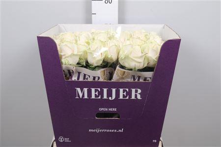 Rosa grootbloemig 'Dorodorch'