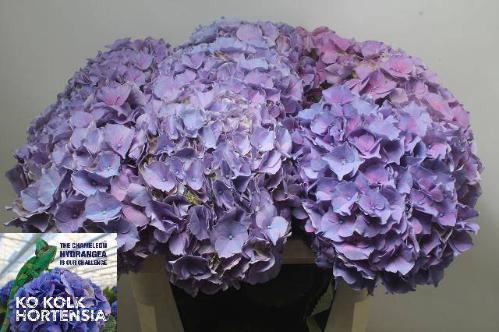 Hydrangea macrophylla Cassanova