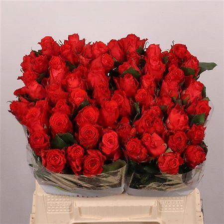 Rosa grootbloemig Bright Torch