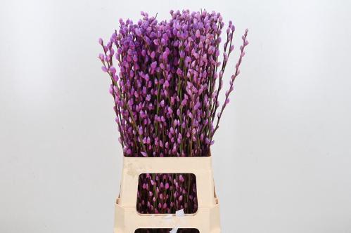 Salix kleurbehandeld H%