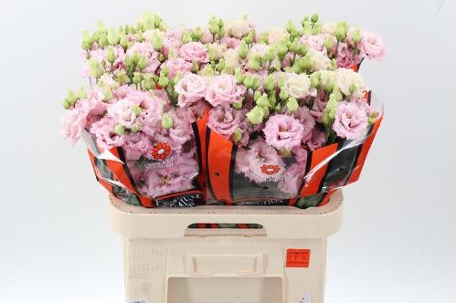 Eustoma russellianum gevuldbloemig  'Celebrich Queen'