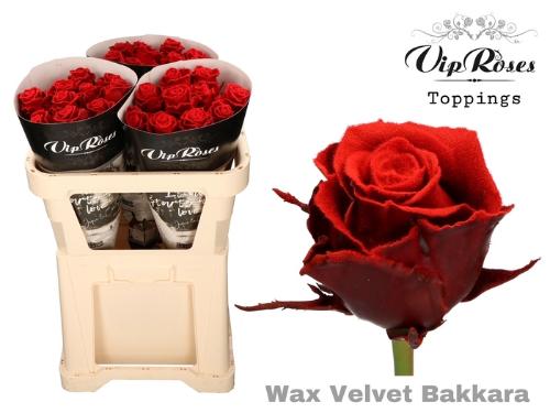 Rosa grootbloemig gewaxt H%