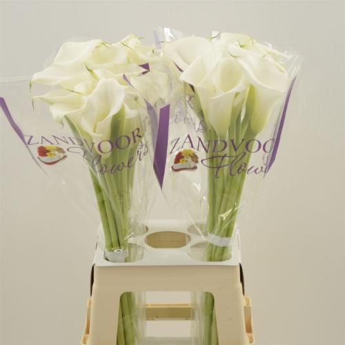 Zantedeschia White Mambo