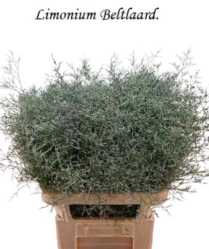 Limonium 'Beltlaard'