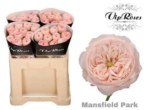 Rosa kleinbloemig Mansfield Park