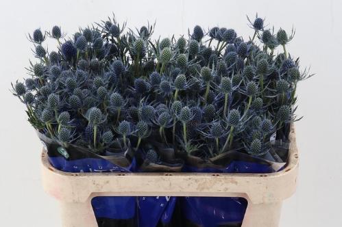 Eryngium alpinum Blue Dynamite