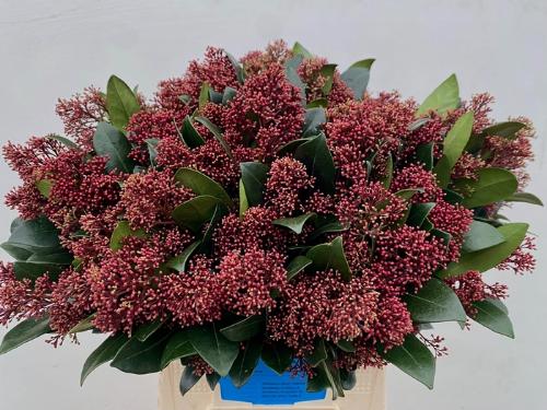 Skimmia per bos japonica 'Rubella'