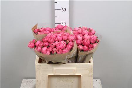 Rosa tros Silva Pink+