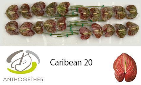 Anthurium (Andreanum Grp) Caribean