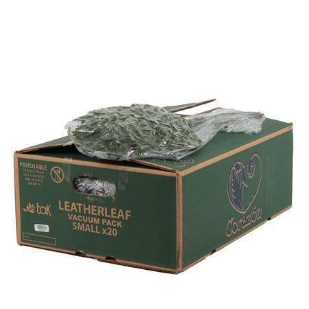 Arachniodes adiantiformis per bos