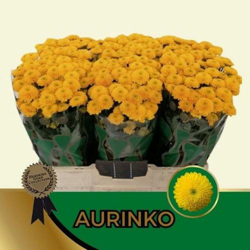 Chrysanthemum Indicum Grp tros santini Aurinko
