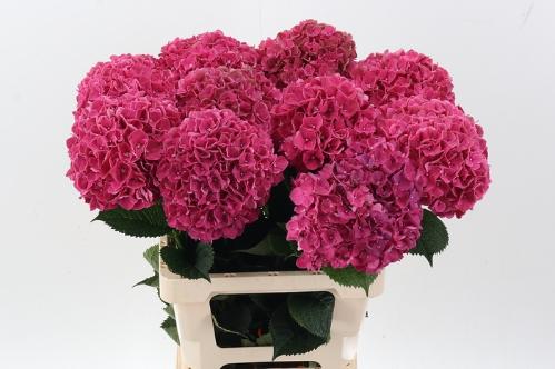 Hydrangea macrophylla Magical Pink Ruby
