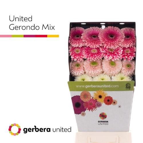 Gerbera grootbloemig bolvormig Gerponi Big gemengd