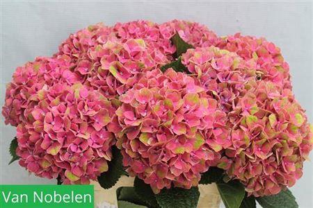 Hydrangea macrophylla Sweet Esperance