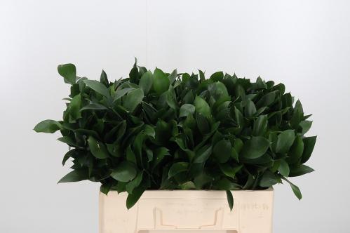 Ruscus hypophyllum (groot blad)