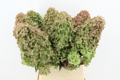 Hydrangea paniculata Magical Candle (classic)