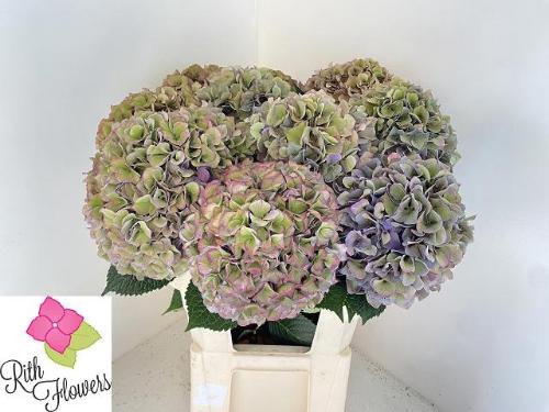 Hydrangea macrophylla Royal Parade (classic)
