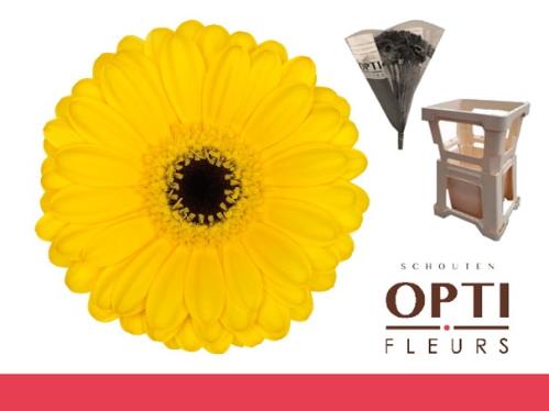 Gerbera mini 'Pacman'