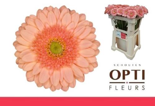 Gerbera mini Ice Cream