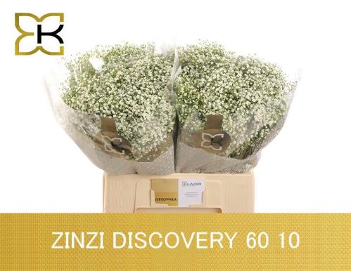 Gypsophila paniculata Zinzi Discovery