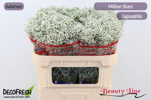Gypsophila paniculata 'Million Stars'
