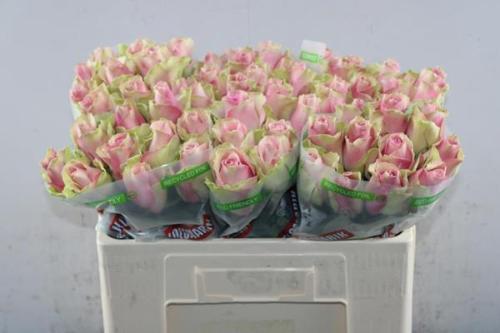 Rosa grootbloemig Belle Rose