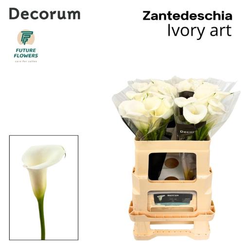 Zantedeschia Ivory Art
