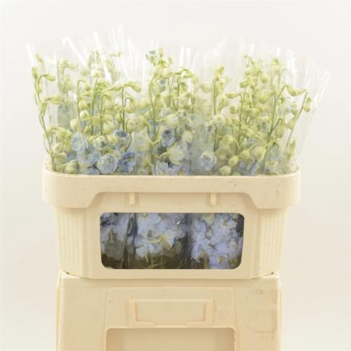 Delphinium Elatum Grp dubbelbloemig 'Dewi Boy'