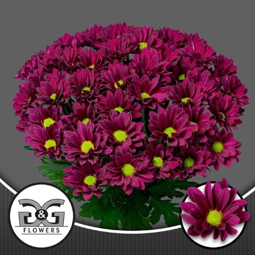 Chrysanthemum (Indicum Grp) tros Purple Star