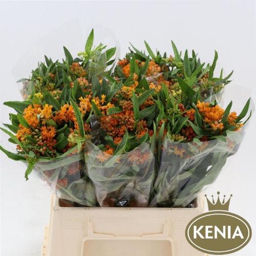 Asclepias tuberosa