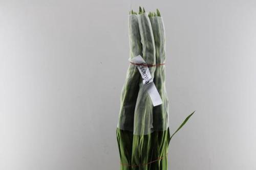 Gladiolus grootbloemig 'Essential'