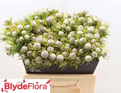 Leucadendron linifolium 'Jade Pearl' (vertakt)