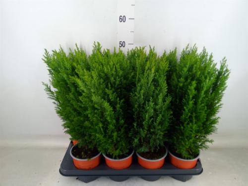 Chamaecyparis lawsoniana 'Ellwoodii'