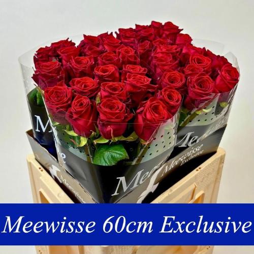 Rosa grootbloemig Red Naomi!