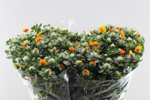 Carthamus tinctorius 'Zanzibar'