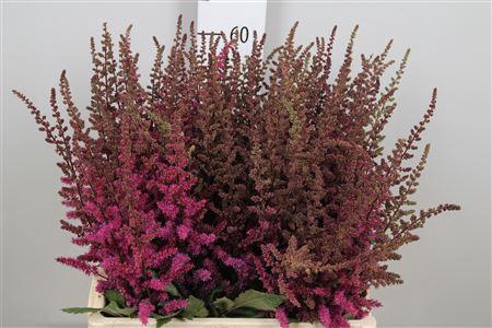 Astilbe 'Maggie Daley'