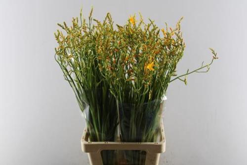 Crocosmia 'George Davison'