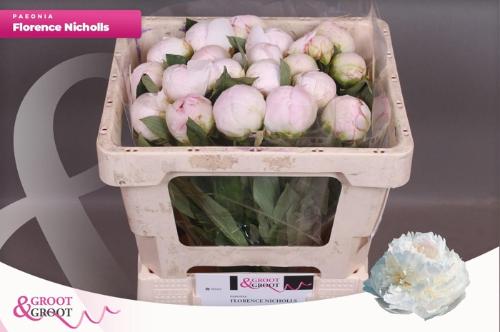 Paeonia Lactiflora Grp 'Florence Nicholls'