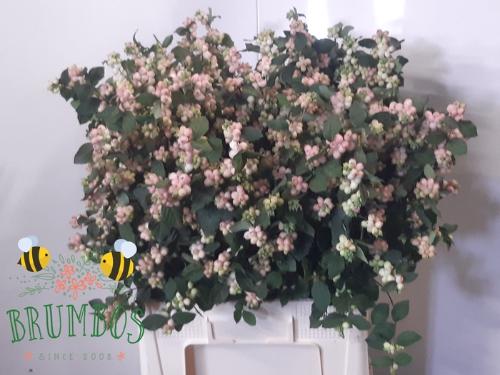 Symphoricarpos Magical Mandy (decor)