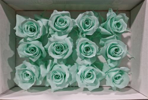 Rosa grootbloemig kleurbehandeld H%