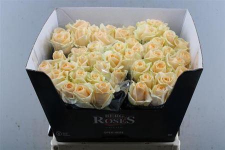 Rosa grootbloemig Avalanche Peach+