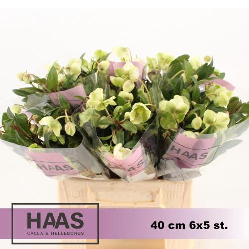 Helleborus 'Winterbells'