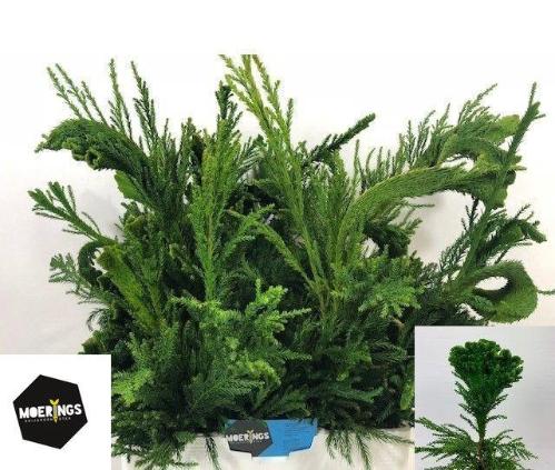 Cryptomeria japonica 'Cristata' per bos