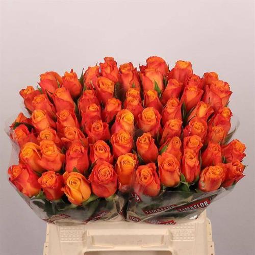 Rosa grootbloemig Confidens