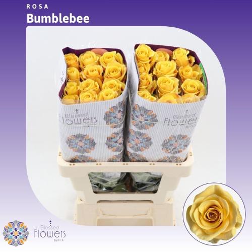 Rosa grootbloemig Bumblebee