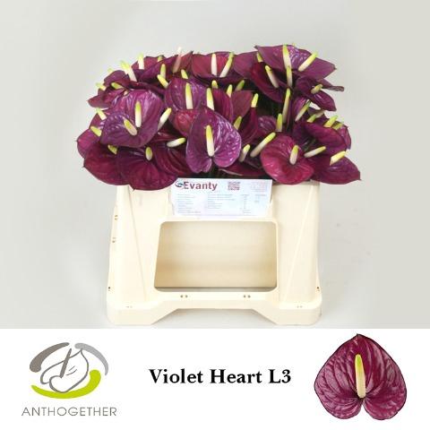 Anthurium Andreanum Grp Violet Heart