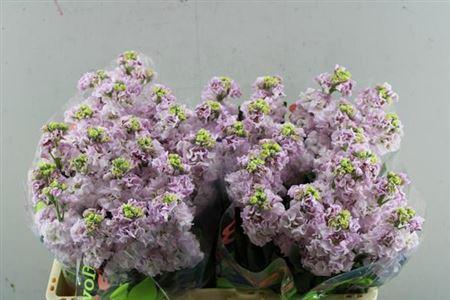 Matthiola incana 'Iron Cherry Blossom'
