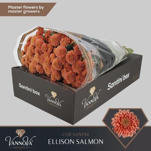 Chrysanthemum (Indicum Grp) tros santini Ellison Peach