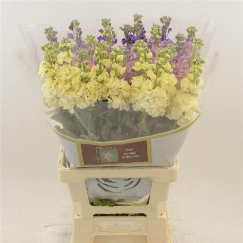 Matthiola incana gemengd